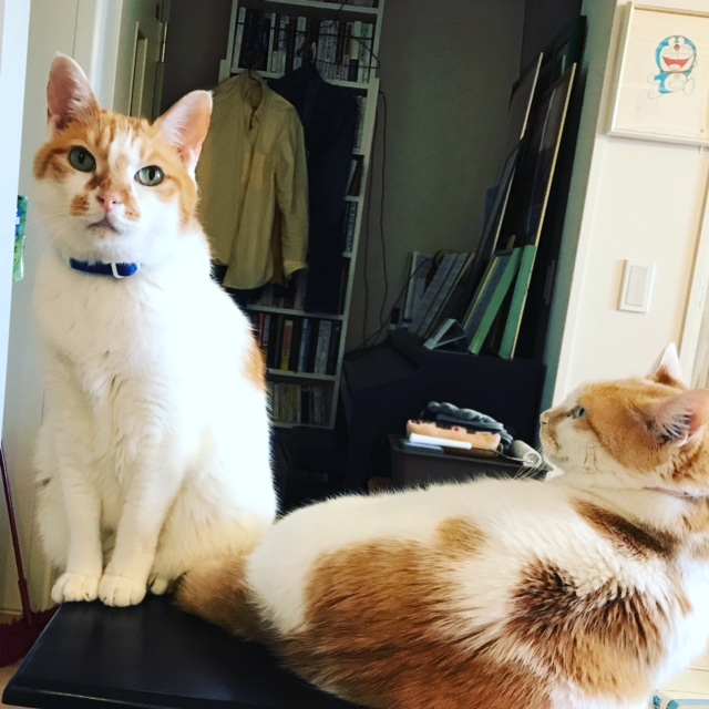 No.1185 ????? | ????????????